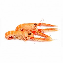 Langoustine 8/12 Denmark Frz (~1kg) - Fresh Pack