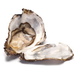 FRZ Whole Shell Oyster S 50g (2.5Kg) - Honda suisan
