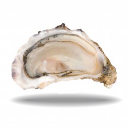 Hàu Pháp Tươi - Super Special N1 12Pc Oysters Normandy (1.75Kg) - Cadoret