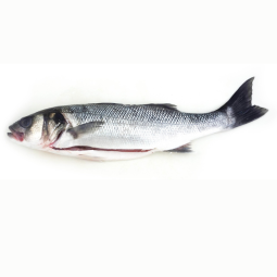 Whole Farmed Gutted Seabass Frz (800-1.5Kg) - Palamos