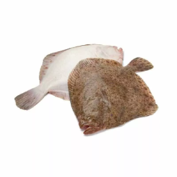 WHOLE GUTTED TURBOT WILD FROZEN (3-4KG) - PALAMOS