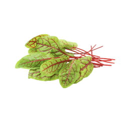 SORREL RED LEAF (12G)  - ORLAR