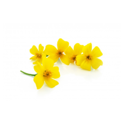 Hoa Cúc Vàng Chanh - Lemon Marigold Flower (12G) - Orlar