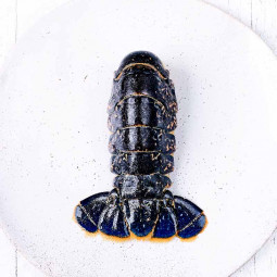 European Lobster Tail Shell On Frozen (~350g) - Cinq Degrés Ouest