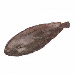 Whole Gutted Sole (400-600G) - Palamos