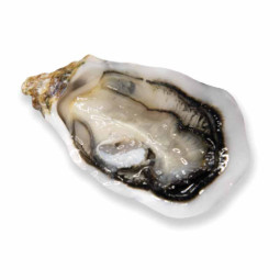 Fines De Claire N3 12Pc Oyster Marennes (1kg) - Geay Oyster