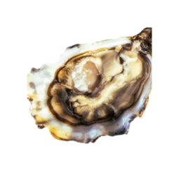 Huitre D'Asnel N5 96pcs Oysters Cocktail (4kg) - La Calvadosienne