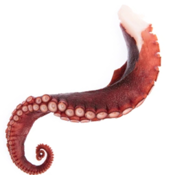 Frozen Boiled North Pacific Giant Octopus Leg (~1Kg)- Koshido Shouten