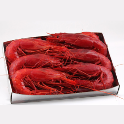 Carabineros Frz 8-12 (~1.5Kg) - Fresh Pack