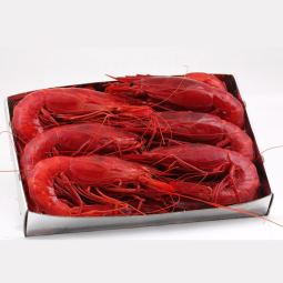 Tôm Quỷ Đỏ - Carabineros Frz 8-12 (~1.5Kg) - Fresh Pack