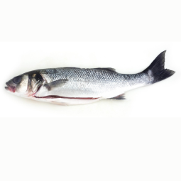 Cá Vược Nuôi Đông Lạnh - Whole Farmed Gutted Seabass Frz (800-1.5Kg) - Palamos