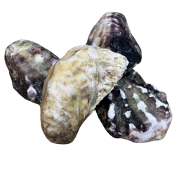 Premium Amabe White Oyster Frz 65-100G/Pc (20Kg) - Ta Nishimura