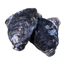Hàu đông lạnh - Premium Amabe black oyster ~1Kg - TA Nishimura