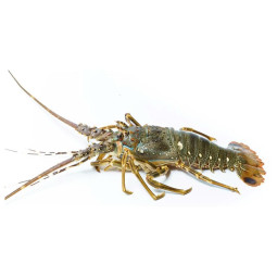 SPINY LOBSTER FRZ (500-700G) - CRYSTAL BAY