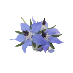 BORAGE FLOWER (12G) - ORLAR