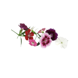 DIANTHUS/CARNATION (12G) - ORLAR