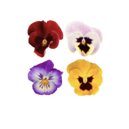 VIOLA FLOWER (12G) - ORLAR