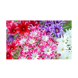 PHLOX STAR FLOWER (12G) - ORLAR