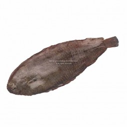 Cá Bơn đông lạnh 600-800g - Cinq Degres Ouest