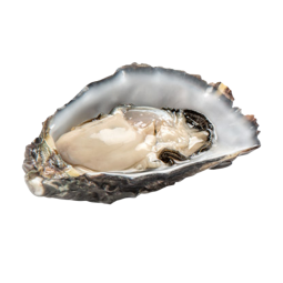 Frz Whole Shell Oyster L 60/80 (10kg) - Honda Suisan