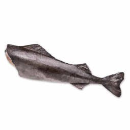 Whole Toothfish Gutted Head Off (4-6kg) - Fresh Pack