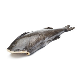 Cá Tuyết - Whole Black Cod Gutted Head Off Frz (~2Kg) - Sanriku