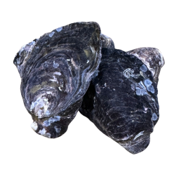 Premium Amabe Black Oyster Frz 65-100G/Pc (20Kg) - Ta Nishimura