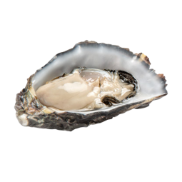 Frz Whole Shell Oyster L N1 Honda Suisan (100g-120g) ~ 1kg - Sanriku - Ctr