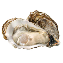 Hàu tươi ướp lạnh - Fresh Local Fine Oyster Nha Trang (12-14Pc/Kg) (~1Kg) - Crystal Bay