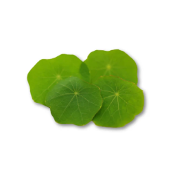 NASTURTIUM LEAF (12G) - ORLAR