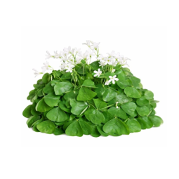 OXALIS GREEN FLOWER (12G) - ORLAR