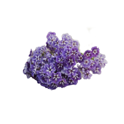 PHLOX FLOWER (12G) - ORLAR