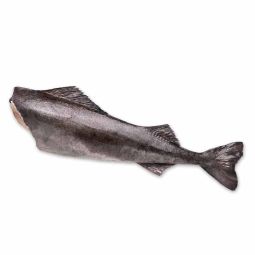Whole Toothfish Gutted Head Off (~5kg) - Terre D'Azur