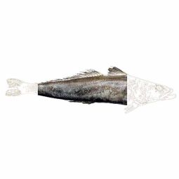Patagonian Toothfish Fillet Frz (~2kg) - Terre D'Azur