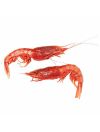 Gambero Rosso Frz 15-25 (~1kg) - Terre D'Azur