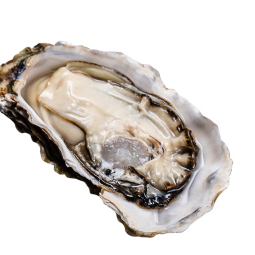 WHOLE SHELL OYSTERS JAPAN FRZ (100GX8PC) (800G) - SANRIKU
