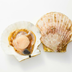 HALF SHELL SCALLOPS HOKKAIDO FRZ (6-8PC/KG) (~1KG) - CRYSTAL BAY