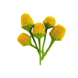 SZECHUAN BUTTONS FLOWER (12G) - ORLAR