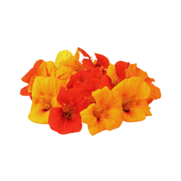 NASTURTIUM FLOWER (12G) - ORLAR